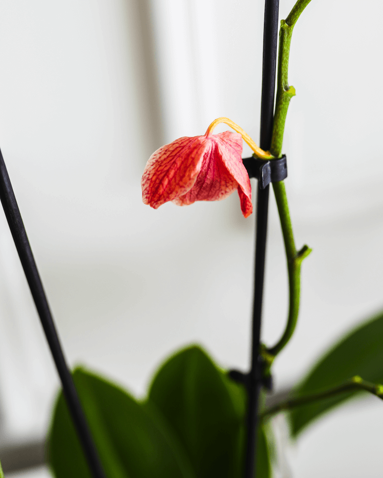 After Orchid Flowers Fall